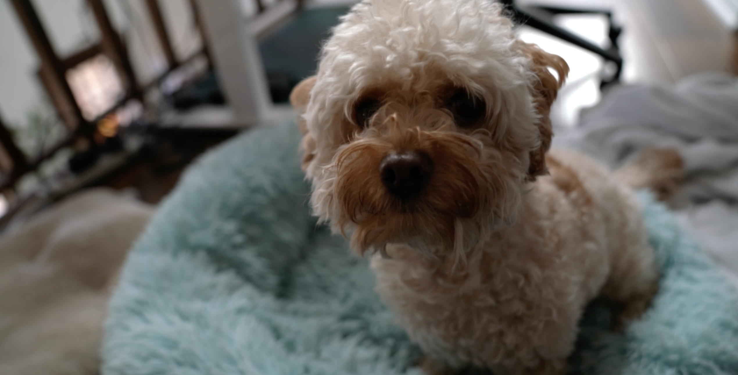 Looking to manage your pups separation anxiety? Here's a class for you! - Vimarsana News